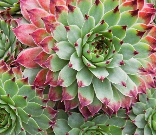 Succulents: Rise of the Plump Office Plants