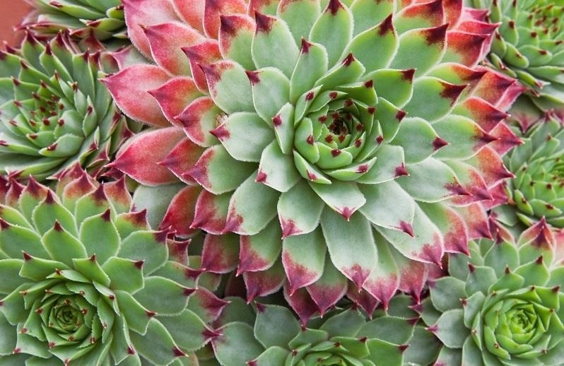 Succulents: Rise of the Plump Office Plants